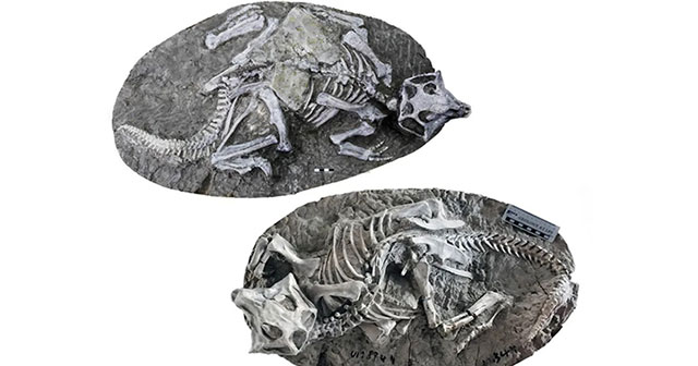 The truth about the world's top 'dinosaur gold mine' in China