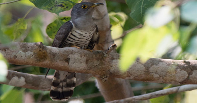 The truth about Vietnam's strange 'tied her up' bird