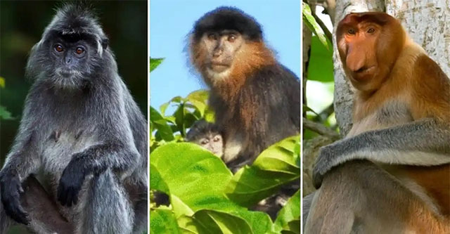 The truth behind the 'mysterious monkey hybrid' in Malaysia