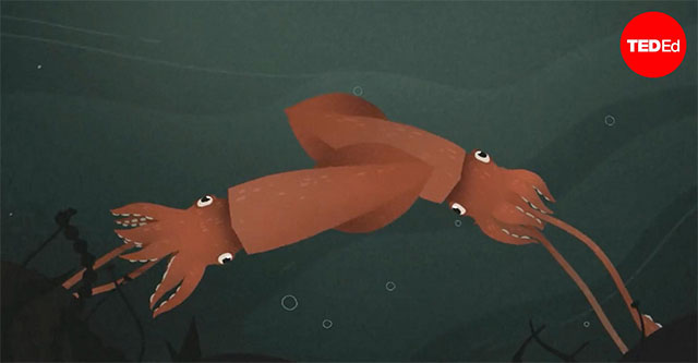 The unexplained mysteries of giant squid