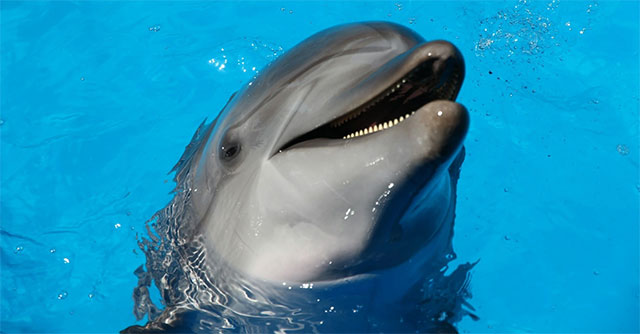 The United States recorded dolphins infected with highly pathogenic avian influenza for the first time