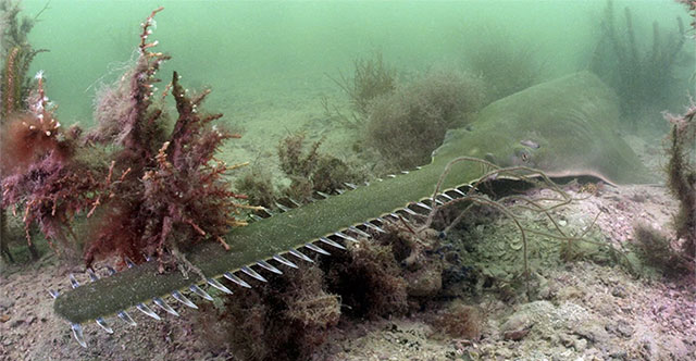 The unusual behavior of fish makes scientists have a headache looking for explanations