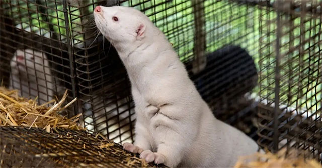 The US announced the first cases of nCoV infection from mink