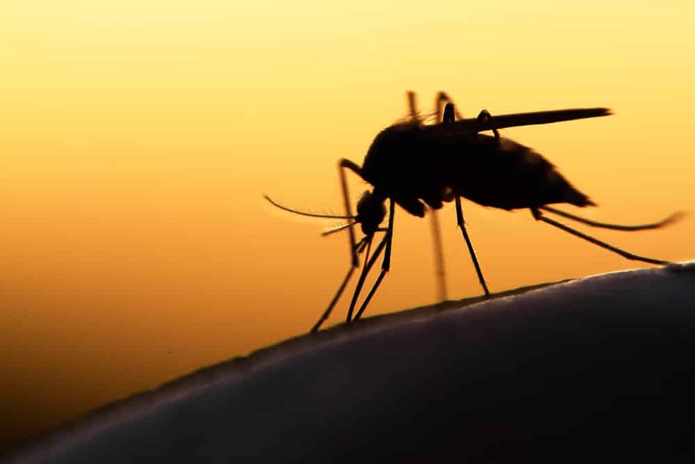 The US is about to release more than 2 million genetically modified mosquitoes into the environment, the risk of harming the community?