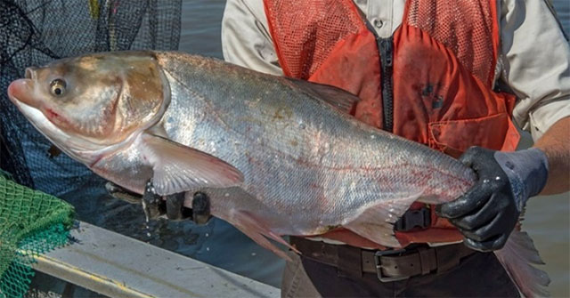 The US offers a reward to anglers who catch invasive silver carp