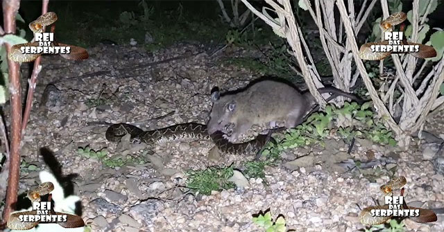 The venomous snake didn't have time to be happy to see this animal, but it was slaughtered right after
