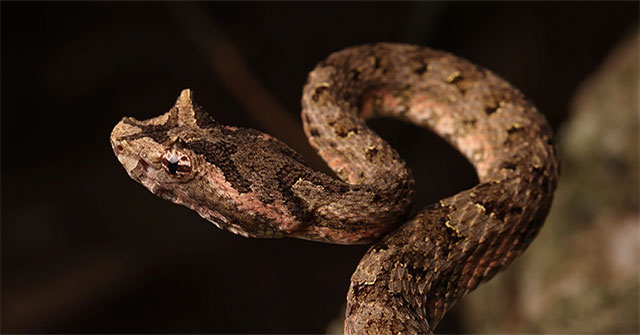 The viper in Vietnam has a unique and scary appearance.