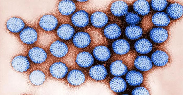 The virus survives in fresh water by attaching to plastic particles