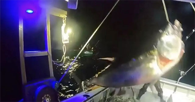 The woman caught a giant tuna 2.7m long weighing 450kg