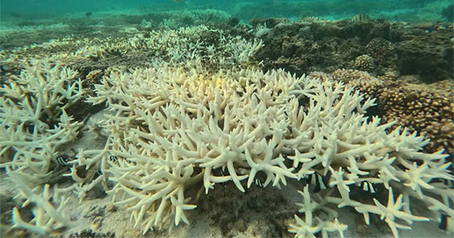 The world is experiencing mass coral bleaching