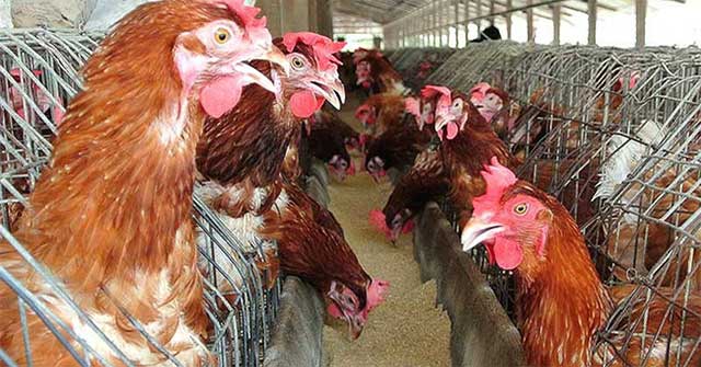 The world's first death from H3N8 bird flu in China