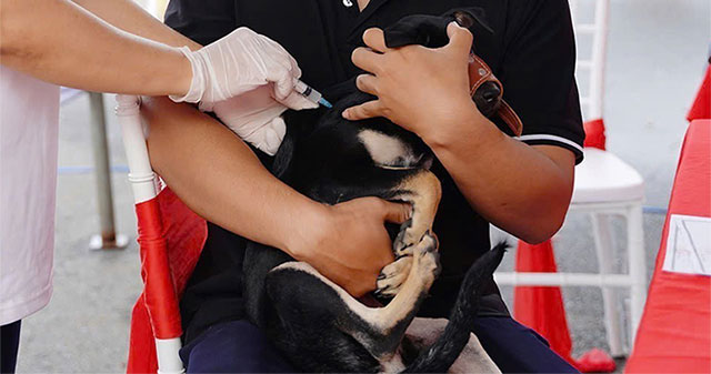 The world's first short-term dog sterilization method