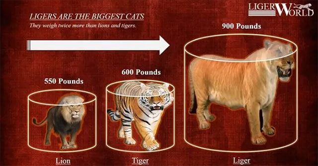 The world's largest 'cat', about the size of a saber-toothed tiger