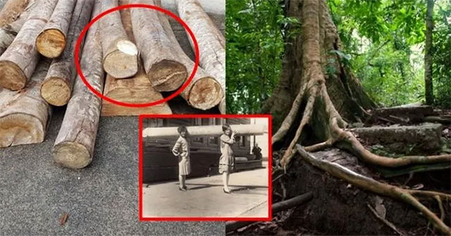 The world's lightest wood is used to make airplane parts.