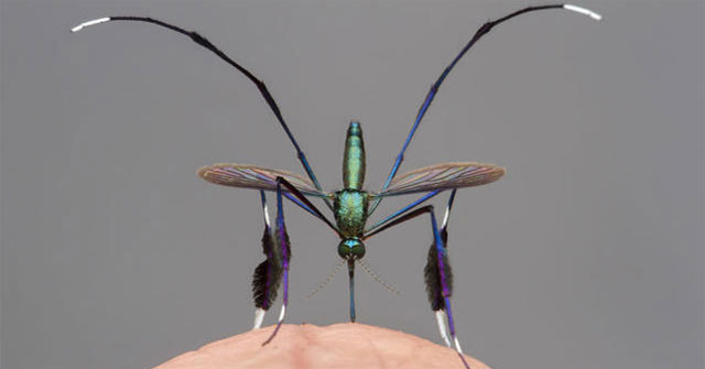 The world's most beautiful mosquito species is sought after by photographers