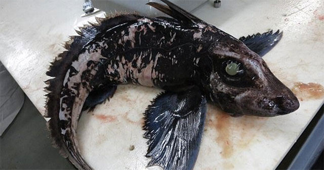 The world's most mysterious creature has a very 'cool' name, its ancestors lived nearly 400 million years ago!