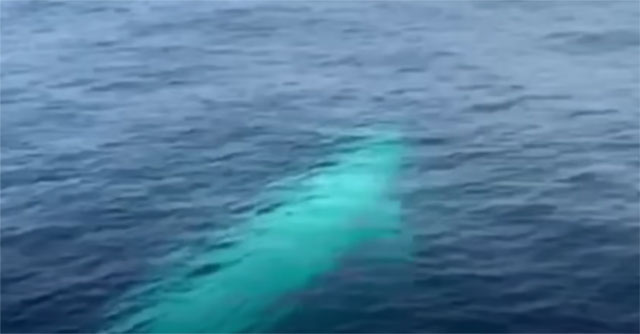 The world's most mysterious Omura whale discovered in the sea of ​​Thailand