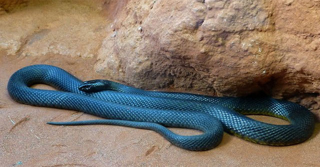 The world's number 1 venomous snake and Mulga snake battle for survival, unexpected outcome!