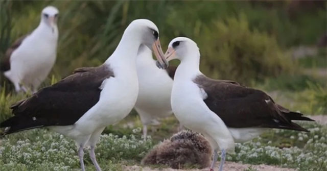 The world's oldest bird actively searches for new mates