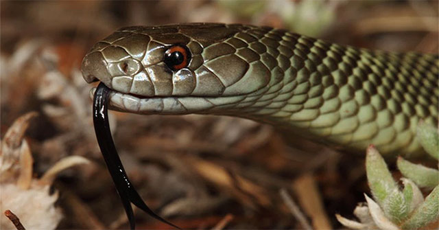 The world's second most venomous snake species and a 'nightmare' in the middle of the day called 'killer's killer'