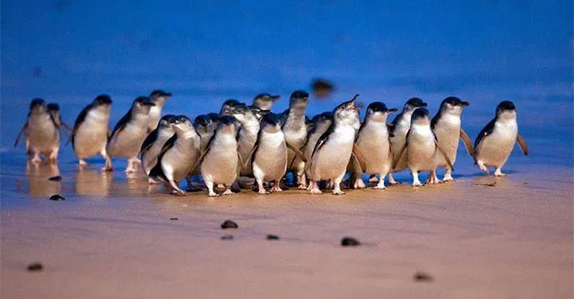 The world's smallest 5,200 penguins waddle on the beach in record parade