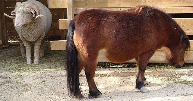 The world's smallest horse breed can live almost 50 years