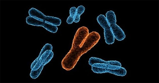 The Y chromosome is gradually disappearing, predicting that men have a new sex gene
