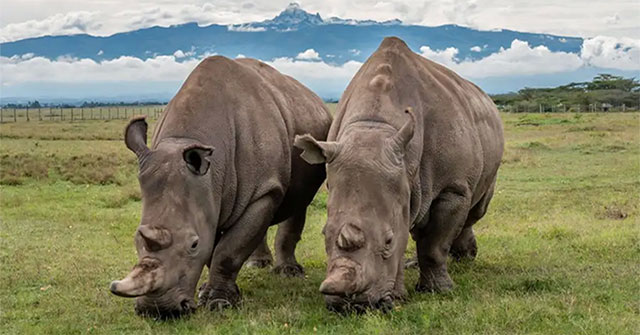 There are only 2 northern white rhinos left, how to save them?