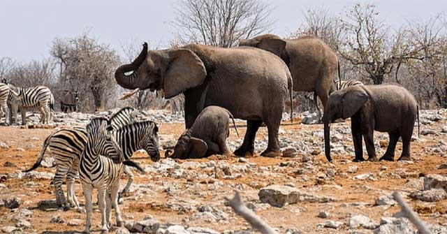 There are so many wild animals in the African savannah, why have the natives never domesticated them?