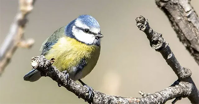 There will be no more shiny shiny feathers, birds are gradually becoming 'fade' literally