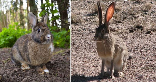 These animals can be mistaken for each other at first glance.