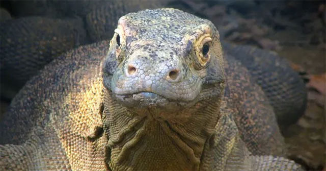 These females do not need males to reproduce. The natural world is so strange!