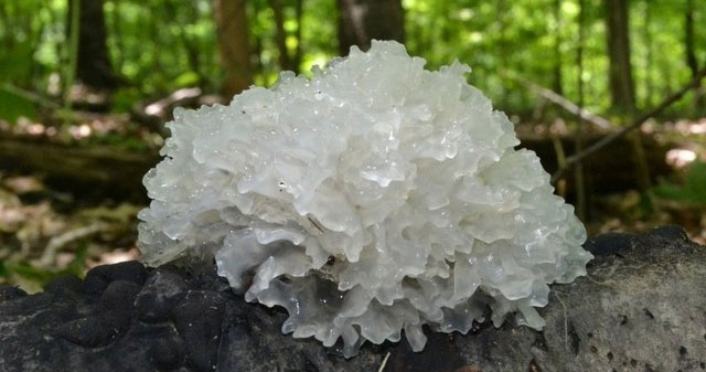 This crunchy mushroom is known as the 'poor man's bird's nest', helping to control blood sugar while also beautifying the skin