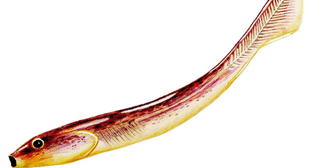 This fish-like creature could be an ancient human ancestor