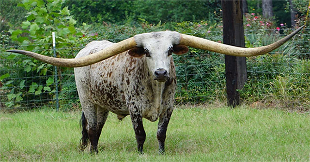 This is a creature with horns as big as ivory, surprised with what's inside: What is it?