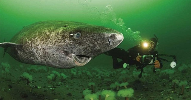 This is a shark that can live for hundreds of years