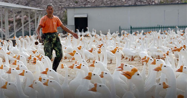 This is not a chicken, this is the first bird to be domesticated by humans