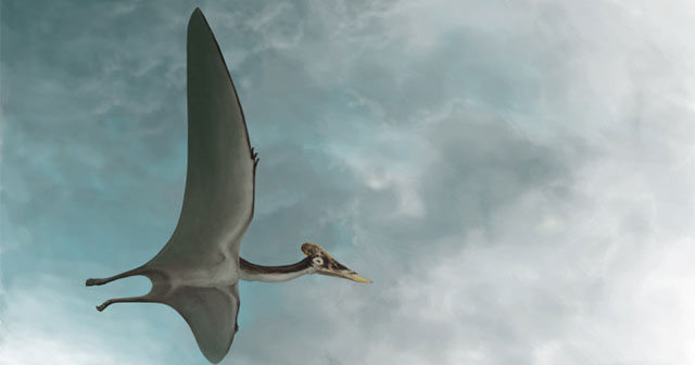This is the largest creature that has ever flown on Earth.