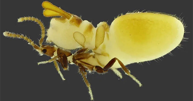 This is the laziest and most mischievous insect on the planet, it doesn't work but still wants to eat.