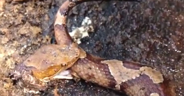 This is why a venomous snake with its head cut off can still bite people to death