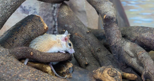 This little mouse could hold the key to a future medical revolution!