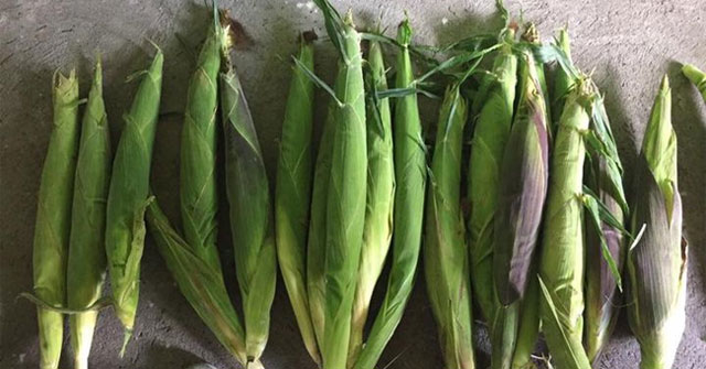 This Mexican town produces the largest corn in the world