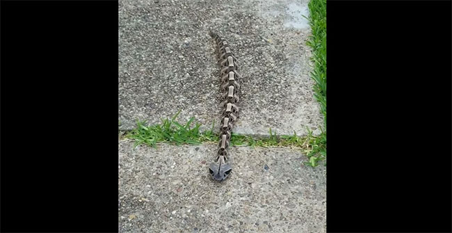 This 'moving skeleton like a worm' is actually an extremely poisonous creature in Africa