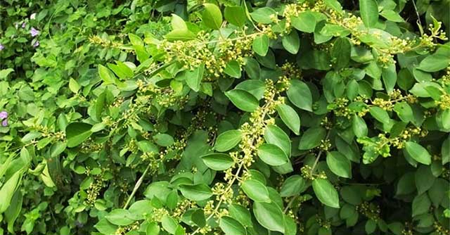 This plant is a 'golden medicine' that helps control blood sugar and lower blood pressure effectively.