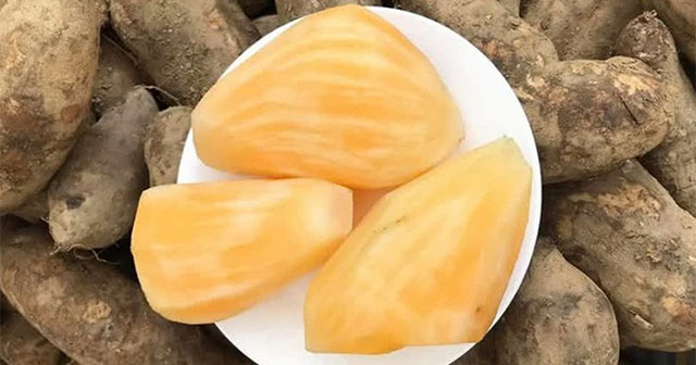 This plant is considered 'poor man's ginseng' to help treat bones and joints and cool the body
