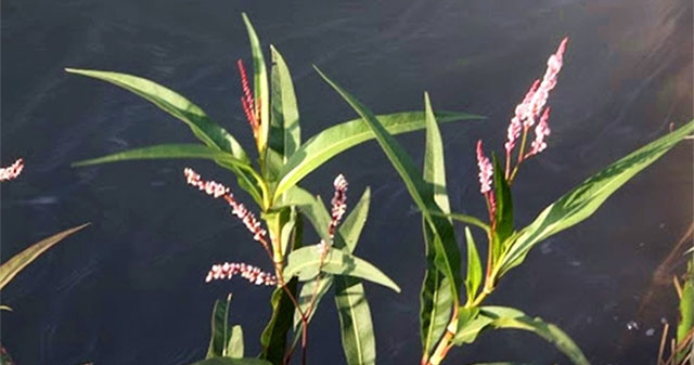 This plant is spicier than chili peppers. It's thought to be a weed, but it can be used to make wine and medicine.