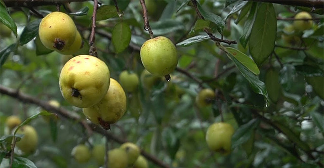This sour fruit is a 'natural anti-cancer drug' and effectively lowers blood sugar.