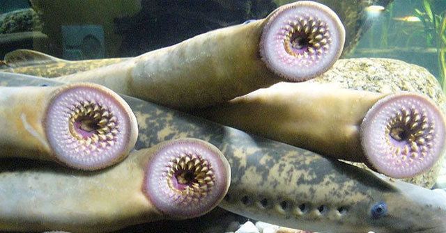 This terrifying toothed parasitic fish inspired robotics