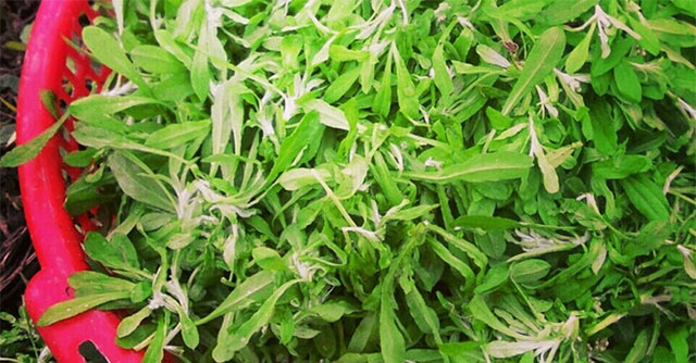 This type of 'grass' grows wild only in the spring. In the past, it was fed to chickens and ducks, but now half a million/kg still competes to buy it