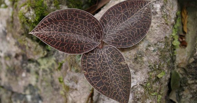 This type of grass that grows on cliffs and streams in Vietnam makes Chinese merchants spend hundreds of millions to buy it